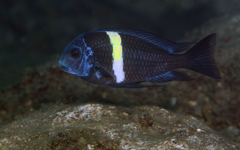 Tropheus duboisi 'Ifala'